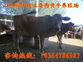 山东福伟牧业牛羊养殖总场Logo