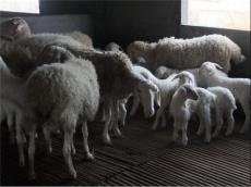 供应小尾寒羊价格表2014 绵羊养殖利润