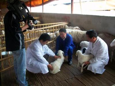 供应小尾寒羊价格表2014 绵羊养殖利润