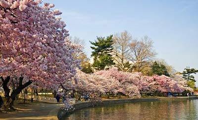 樱花对于日本文化是怎样的一种存在
