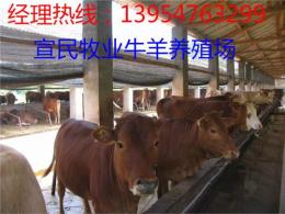 2014热销肉牛犊价格 肉牛犊养殖 肉牛犊