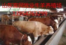 宣民养殖场批发供应改良肉牛 育肥肉牛 牛犊