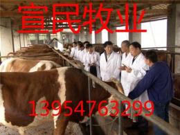 河南偃师市养牛场 肉牛犊 小牛犊 改良肉牛