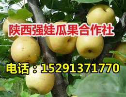 供應(yīng)早酥梨批發(fā)