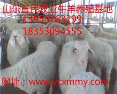 杜泊绵羊优质品种哪里有 宣民牧业牛羊养殖