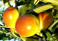 供應(yīng)陜西沾化冬棗批發(fā)