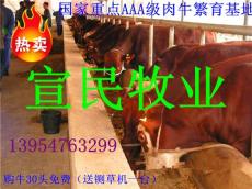 肉牛犊养殖基地批量处理200斤-500斤小牛犊
