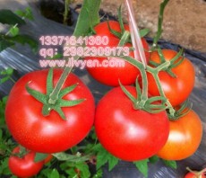 紅果番茄種子/抗TY病毒番茄種子/綠研種子