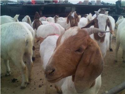 山东波尔山羊种羊养殖 养殖场直销波尔山羊
