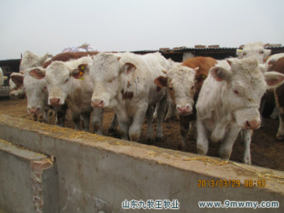 牛羊繁育基地供优质肉牛肉羊