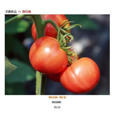 五玄果蔬采摘园供应西红柿价格优惠