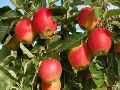 五玄果蔬采摘园供应西红柿价格优惠