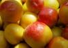 采摘园五玄水果供应桃子量大优惠