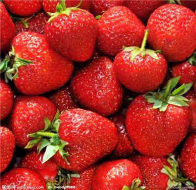 五玄果蔬采摘园低价批发草莓-草莓种植基地