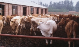 短期育肥肉牛哪个品种好