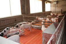 新乡防腐型猪保育床厂家 养猪用保育床价格