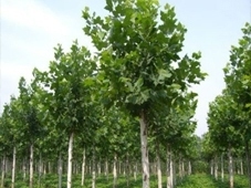 绿化苗木最好的施肥方法