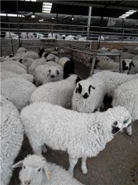山羊养殖技术养羊