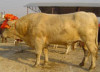 养殖出售低价优质夏洛莱牛 利木赞牛