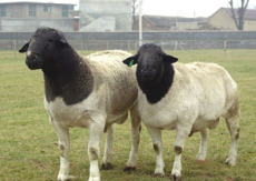 养殖供应优质杜泊绵羊 白山羊