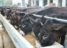 叶县肉驴养殖场供应德州驴关中驴种驴