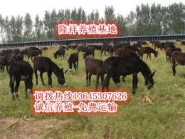 北京哪里能买到肉驴苗 山东肉驴价格