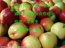 陕西红富士苹果价格/冷库红富士苹果价格