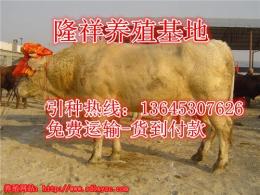 牛犊子价格 200斤牛犊报价 郓城肉牛养殖场