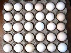 越南斗鸡种蛋批发零售