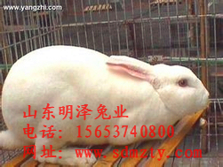 2014獭兔种兔最新价格