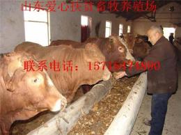 山东正规大型肉牛养殖基地-爱心扶贫牧业