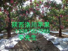 陕西洛川红富士苹果价格/冷库红富士苹果批