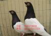 新疆观赏鸽养殖场喀什观赏鸽价格观赏鸽品种