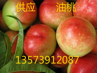 山東大棚油桃購銷中心