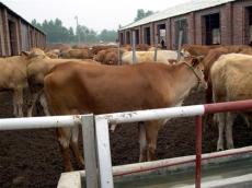 滨州市牛最近价格趋势 一头牛的价格