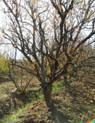 哪里有怀远石榴树 几十年的石榴老树