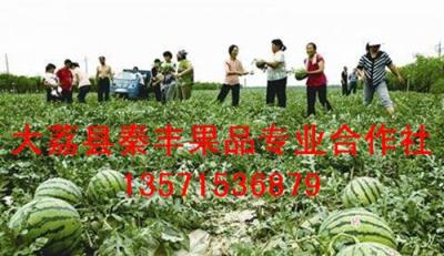 西瓜批發(fā)價格