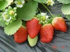 山东优质草莓苗 优质草莓苗供应批发