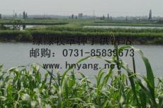 湖北江西广东广西养鱼的牧草种植