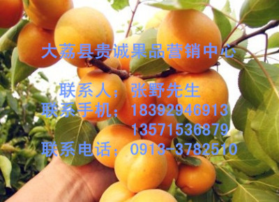 陜西金太陽杏/金太陽杏價格/金太陽杏產地