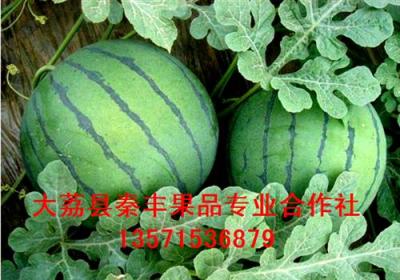陜西金太陽杏/金太陽杏價格/金太陽杏產地