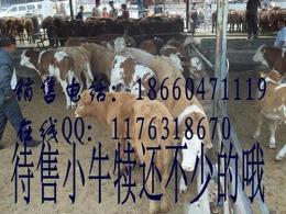 西门塔尔肉牛犊多少钱一头