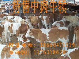 河南西门塔尔肉牛养殖场 小牛犊价格