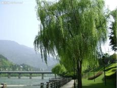 臨沂毛白楊價(jià)格參考