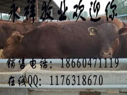 江苏肉驴养殖场