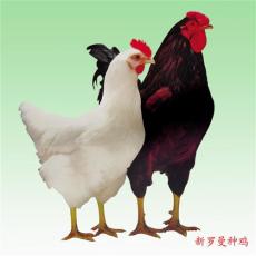 海南蛋鸡苗-高产蛋鸡苗批发-海口蛋鸡养殖场