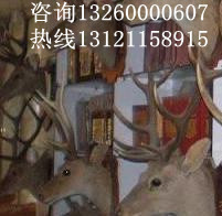 鹿头标本北京哪里卖鹿头标本北京鹿头标本
