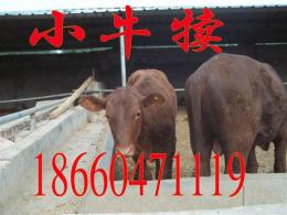 四川肉牛犊价格骆驼