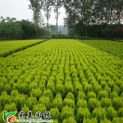 深圳园林绿化公司图片,深圳行业园林绿化图片