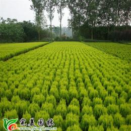 深圳园林绿化项目找那家公司